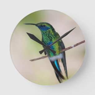 Green Violet-ear Hummingbird Round Clock