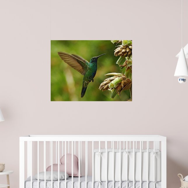 Green Violet-ears Hummingbird Framed Print (Nursery 2)
