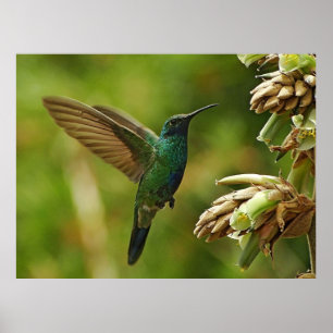 Green Violet-ears Hummingbird Framed Print