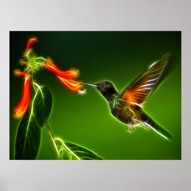 Green Violetear Hummingbird Poster (Front)