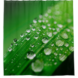 Green water leaf dew nature grass