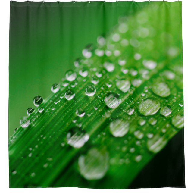 Green water leaf dew nature grass (Front)