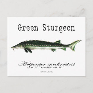 Green-White-Postcard Postcard