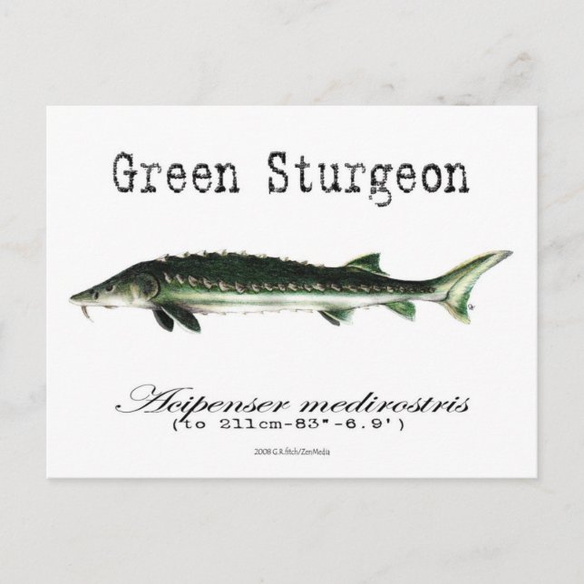 Green-White-Postcard Postcard (Front)