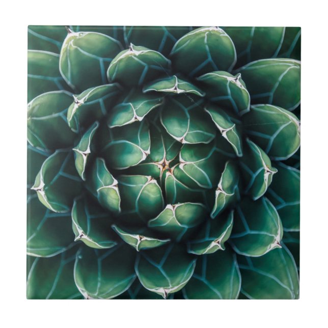 Green & White Succulent Tile (Front)