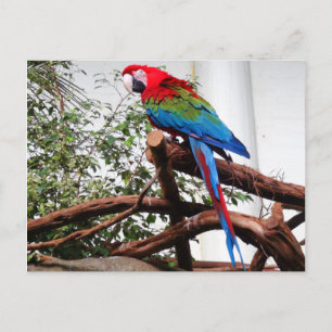 Green-winged Macaw #3 Postcard