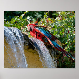Green-winged macaw next to a waterfall poster