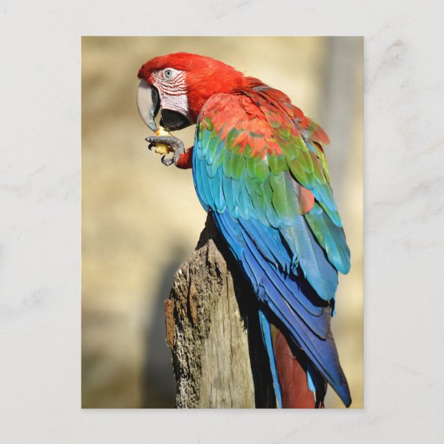 Green-winged Macaw on perch Postcard (Front)