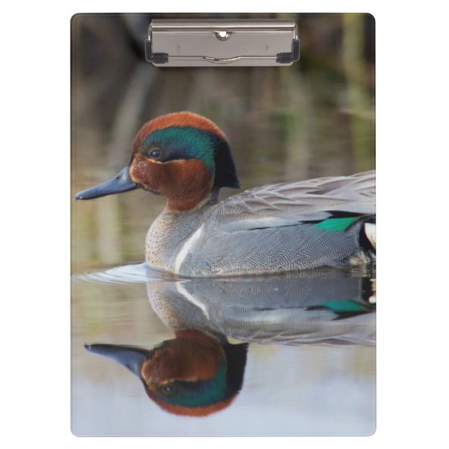 Green-winged Teal Clipboard (Front)