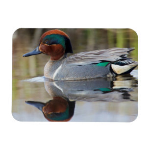 Green-winged Teal Magnet