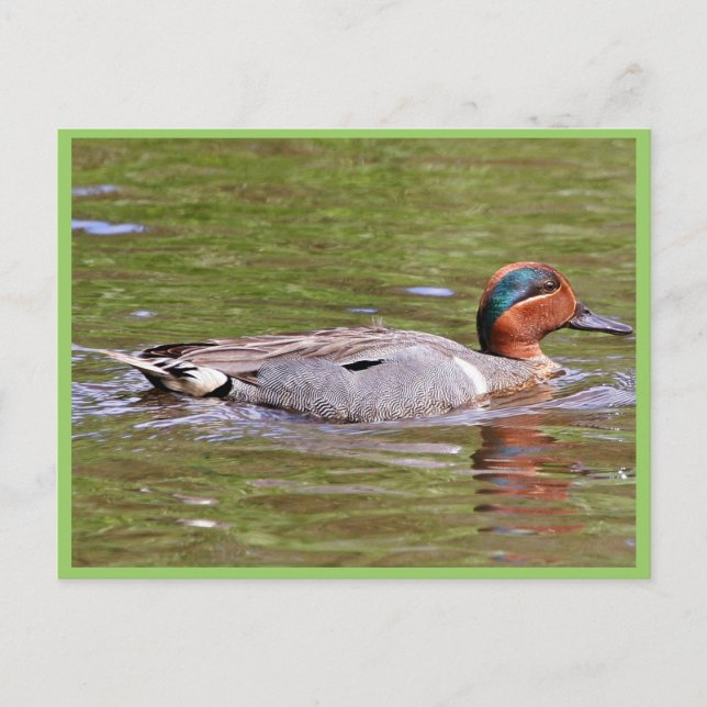 Green-winged Teal Male Postcard (Front)