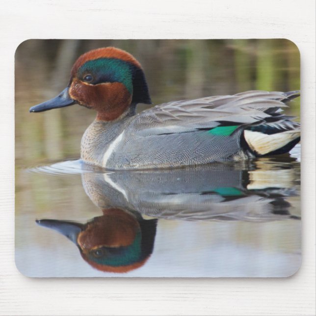 Green-winged Teal Mouse Pad (Front)