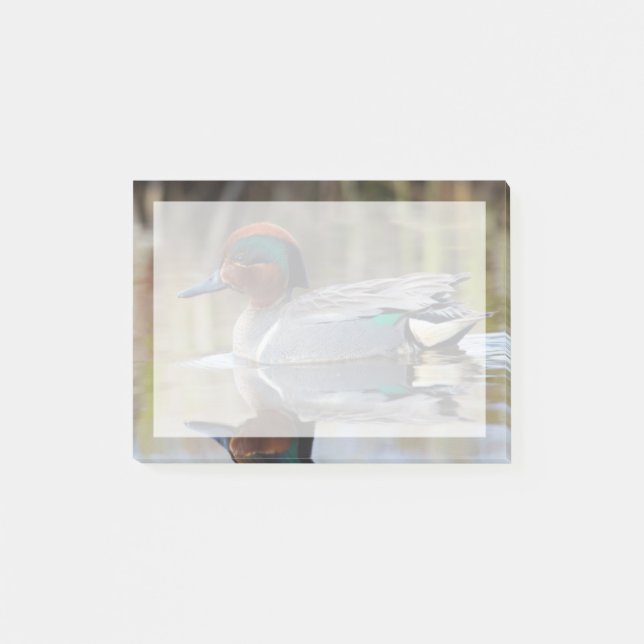 Green-winged Teal Post-it Notes (Front)