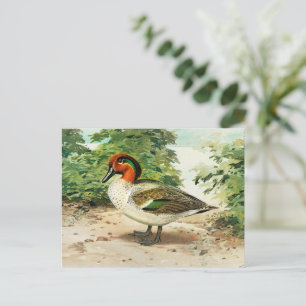 Green-winged teal postcard