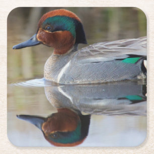 Green-winged Teal Square Paper Coaster
