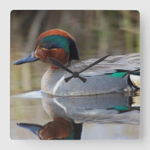 Green-winged Teal Square Wall Clock