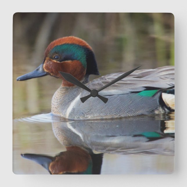 Green-winged Teal Square Wall Clock (Front)