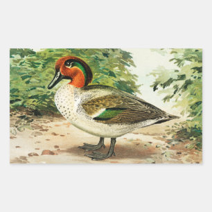 Green-winged teal sticker
