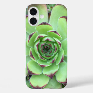 Green with Purple Tips Succulent Close-Up Photo iPhone 16 Plus Case