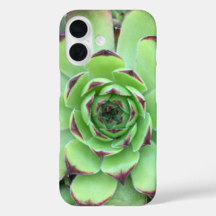 Green with Purple Tips Succulent Close-Up Photo iPhone 16 Case