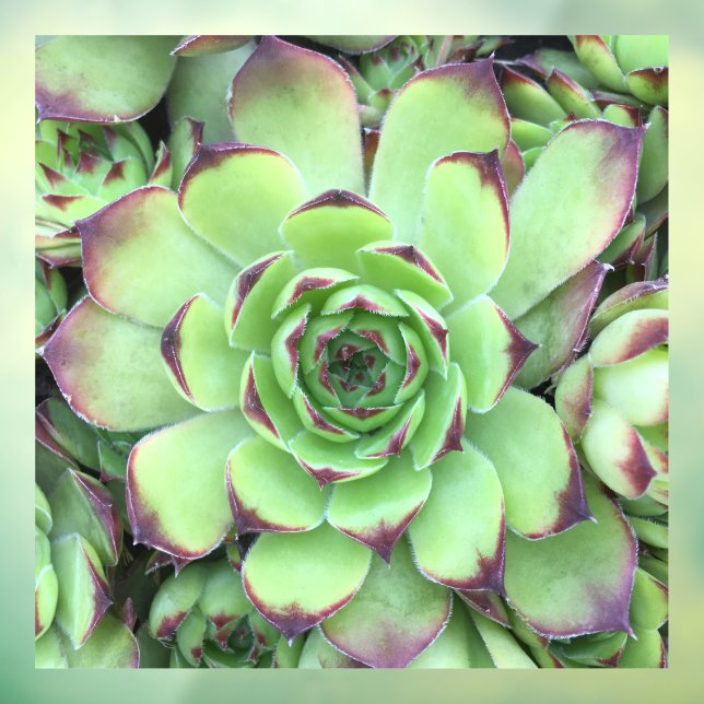 Green with Purple Tips Succulent Close-Up Photo Window Cling (Sheet 3)