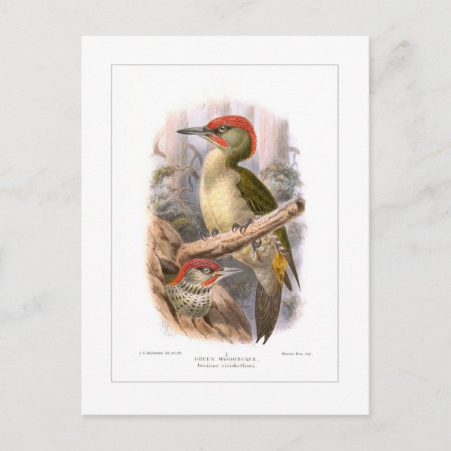 Green woodpecker postcard (Front)