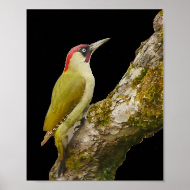 Green Woodpecker Poster (Front)