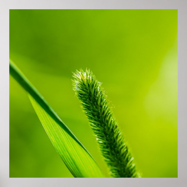Green World Poster (Front)