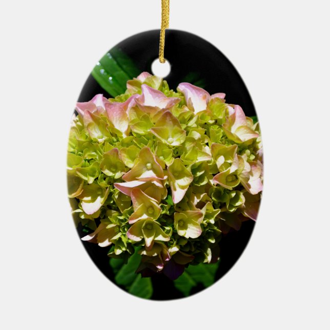 Green yellow pink Hydrangea pink yellow flower Ceramic Ornament (Front)