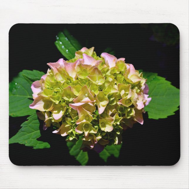 Green yellow pink Hydrangea pink yellow flower Mouse Pad (Front)