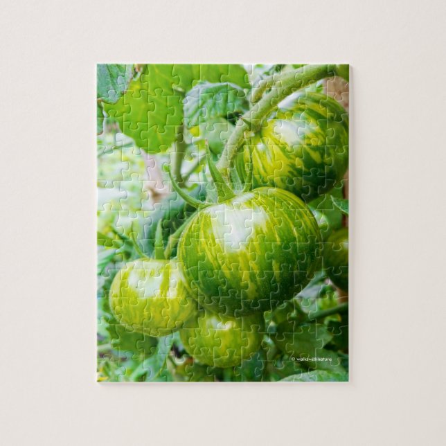 Green Zebra Heirloom Tomatoes on the Vine Jigsaw Puzzle (Vertical)