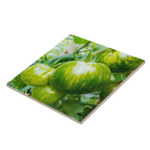 Green Zebra Heirloom Tomatoes on the Vine Tile
