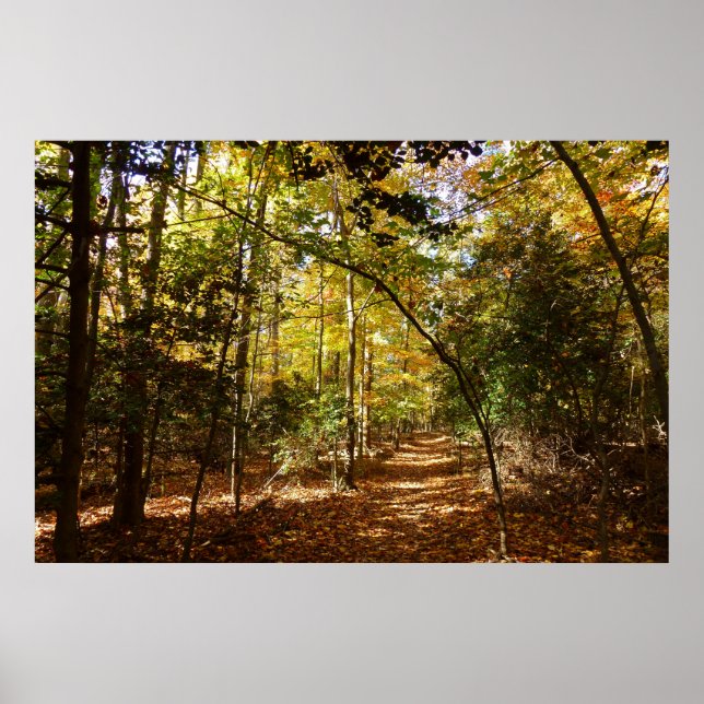 Greenbelt Park in Fall I Maryland Landscape Poster (Front)