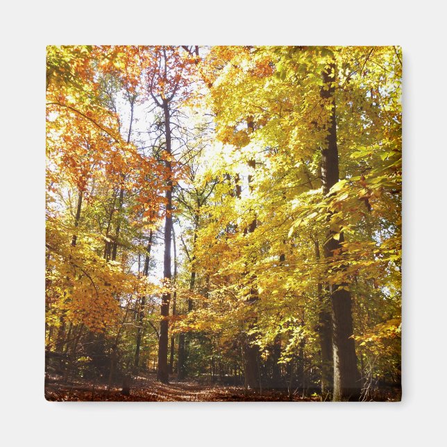 Greenbelt Park in Fall II Maryland Nature Scene Magnet (Front)