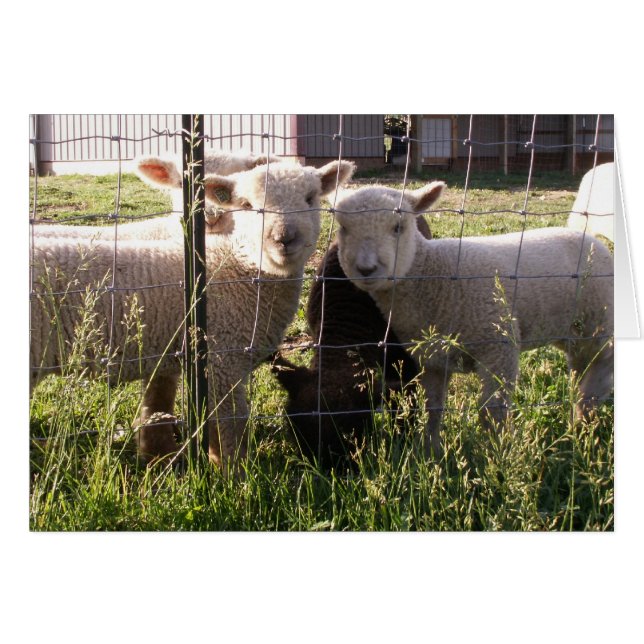 Greener Grass? (Front Horizontal)