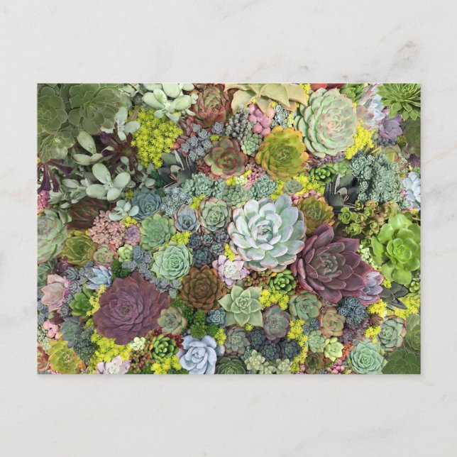 Greenery Succulents Postcard (Front)