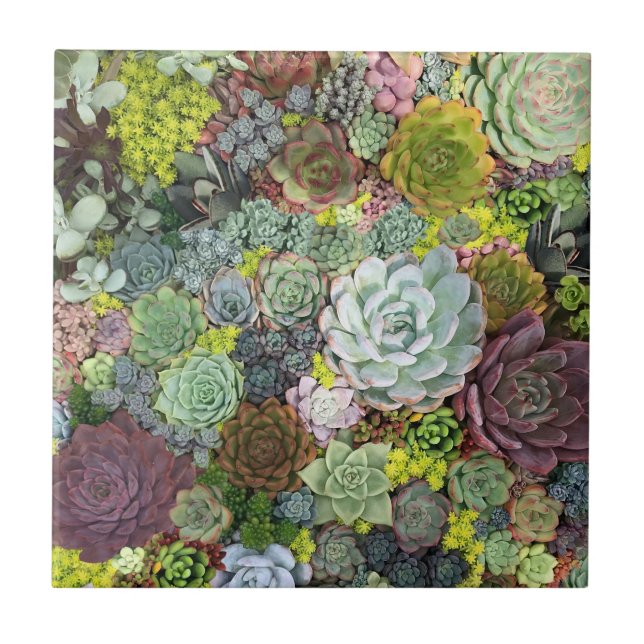 Greenery Succulents Tile (Front)