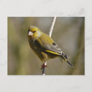 Greenfinch postcard