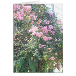 Greenhouse Flowers Eight