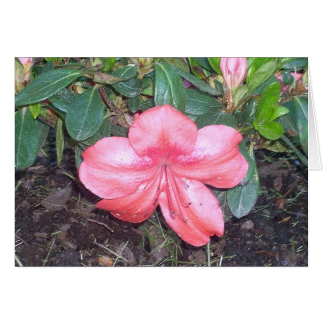 Greenhouse Flowers Nine (Front Horizontal)