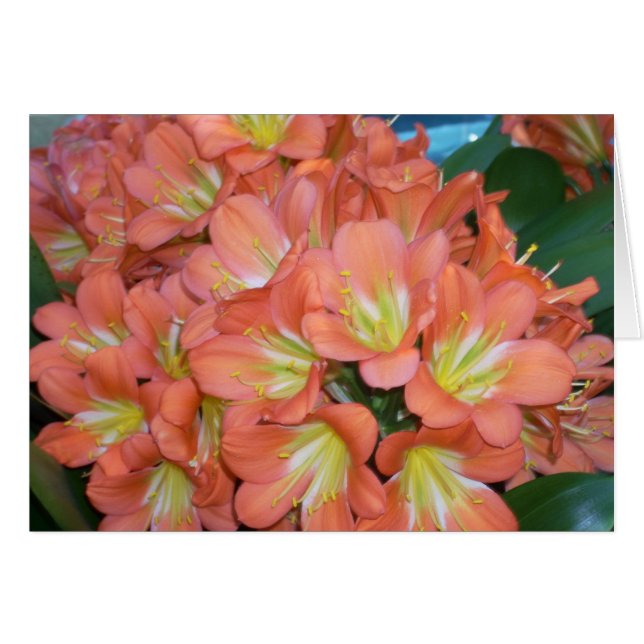 Greenhouse Flowers One (Front Horizontal)