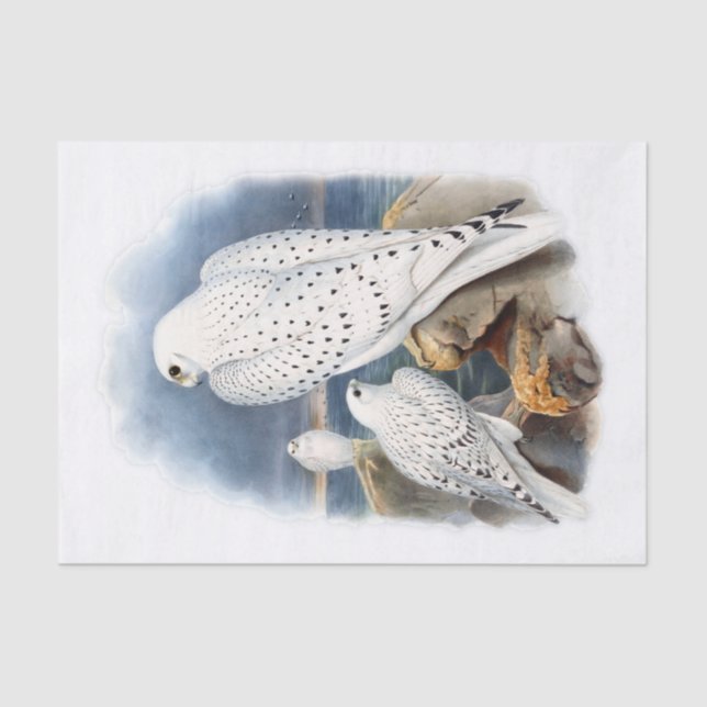 Greenland Falcon, Decoupage Tissue Paper (Front)