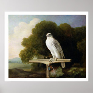 Greenland Falcon (Grey Falcon), 1780 (oil on panel Poster