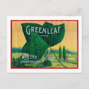 Greenleaf Lemon LabelWhittier, CA Postcard