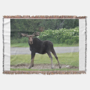 Greenville Moose 1 Throw Blanket