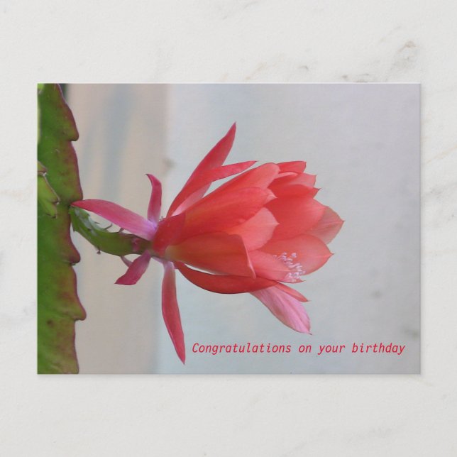 Greeting Card (Front)