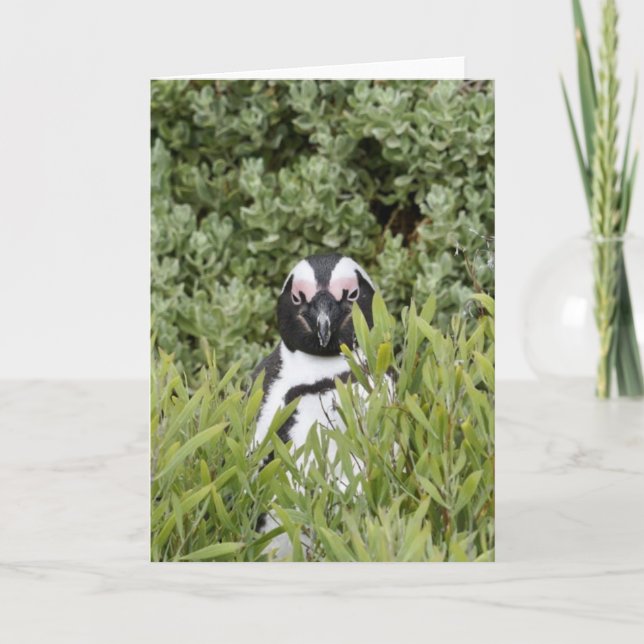 Greeting Card - African Penguin (Front)