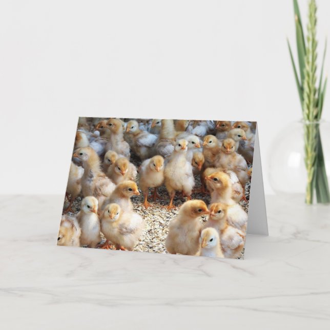 Greeting Card Baby Chicks (Front)