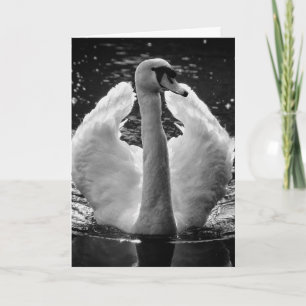 Greeting Card - Black White Photo Swan