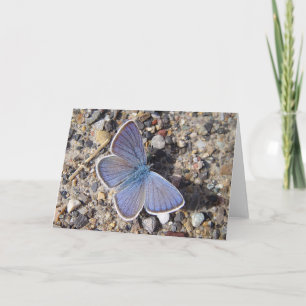 Greeting card blue butterfly (Bläuling), in blank